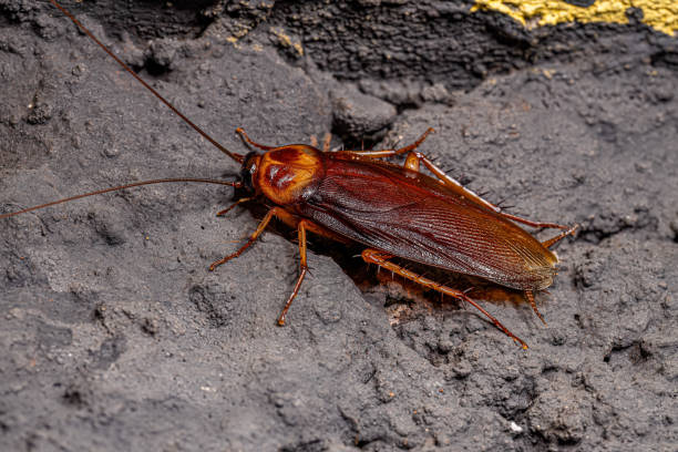 Adult American Cockroach of the species Periplaneta americana