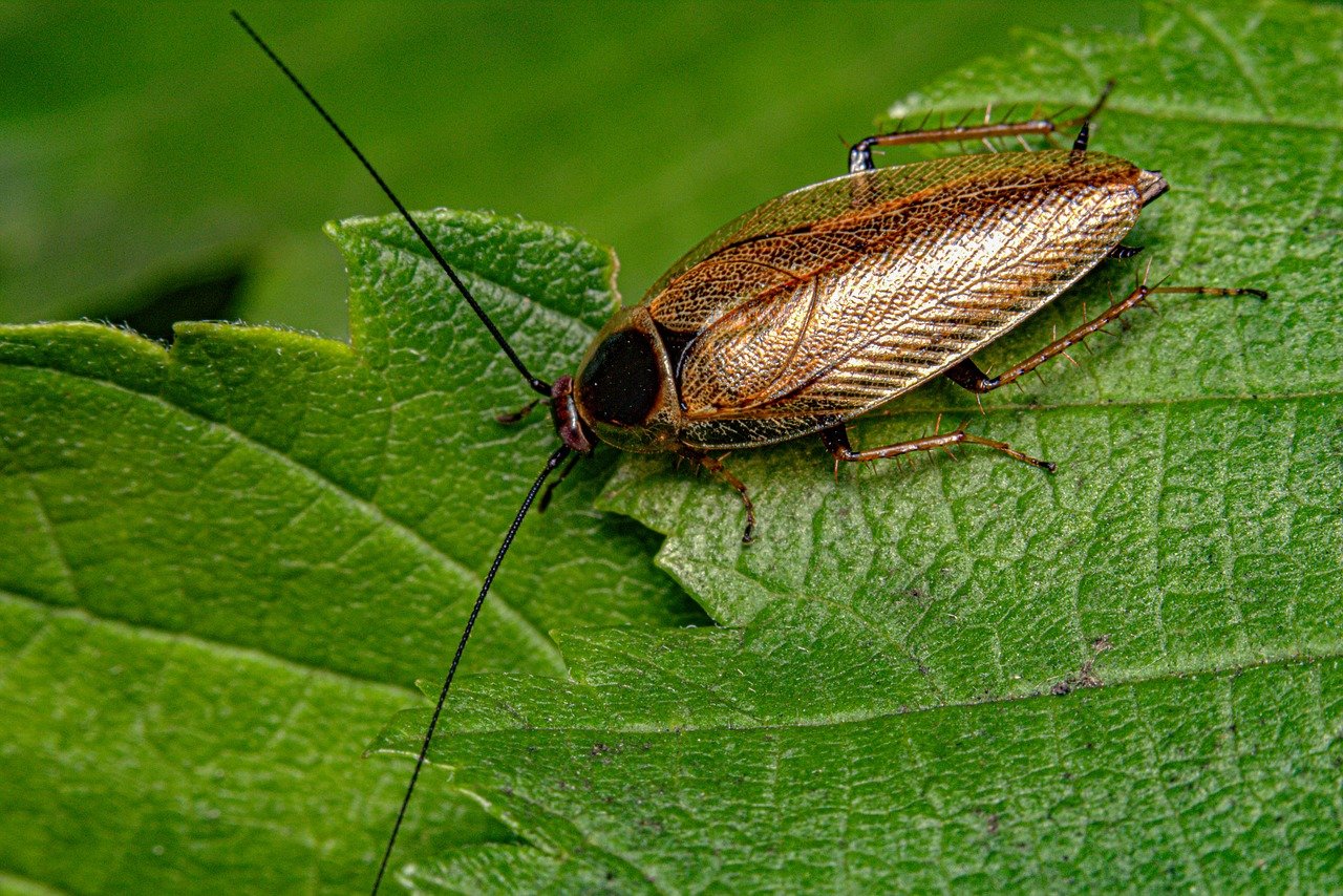 Australian Cockroach