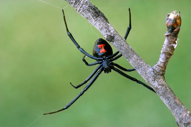 Legs extended and red hourglass showing, a female black widow spider waits, upside down in a web.  A thin tree branch provides some anchor points for the web.
[url=http://www.istockphoto.com/file_search.php?action=file&lightboxID=7592829] [img]http://www.kostich.com/spiders_banner.jpg[/img][/url]