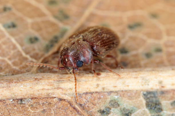 Lasioderma serricorne commonly known as the cigarette beetle, cigar beetle, or tobacco beetle is pest of tobacco dried herbs and many of others stored