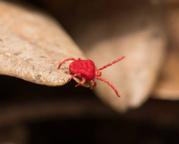 Red Clover Mite crawling over brown foilage