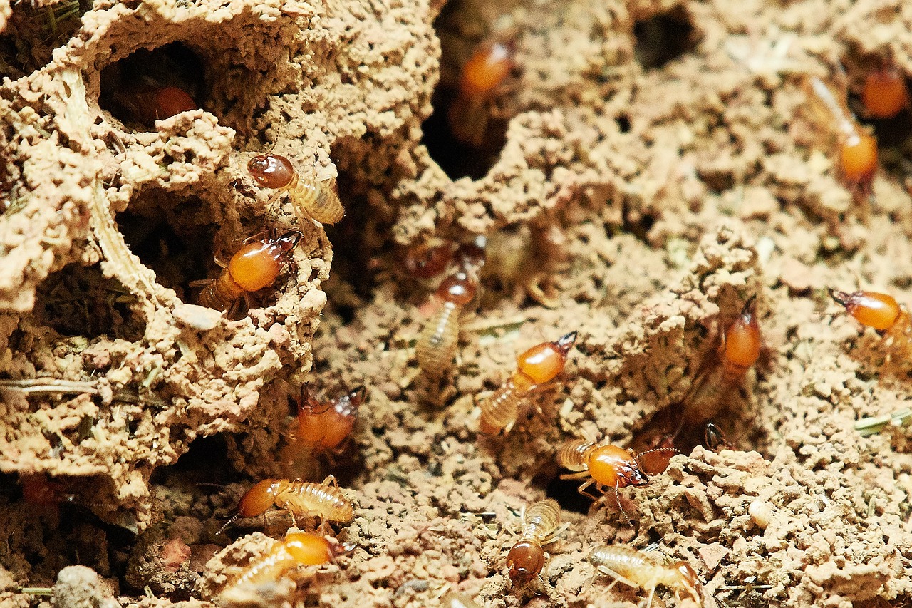 Drywood Termite