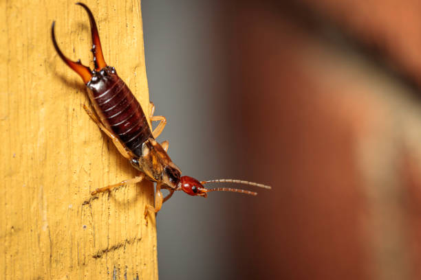 European Earwig, Hughes, ACT, March 2021