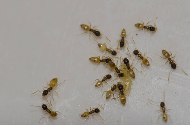 Ghost ants (Tapinoma melanocephalum) feeding on food scraps. Schamann. Las Palmas de Gran Canaria. Gran Canaria. CanaryIslands. Spain.