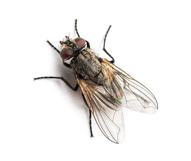 Dirty Common housefly viewed from up high, Musca domestica, isolated on white