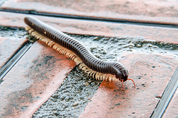 Millipede