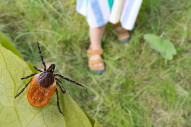 Parasite hidden on a green leaf detail and little girl foots in sandals on a lawn in a natural park. Tick-borne diseases prevention